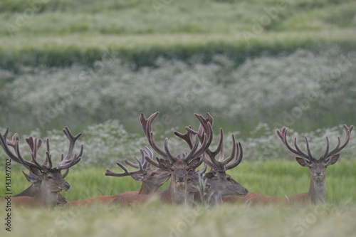 red deer