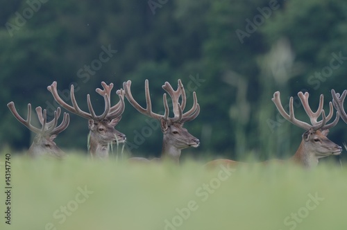 red deer