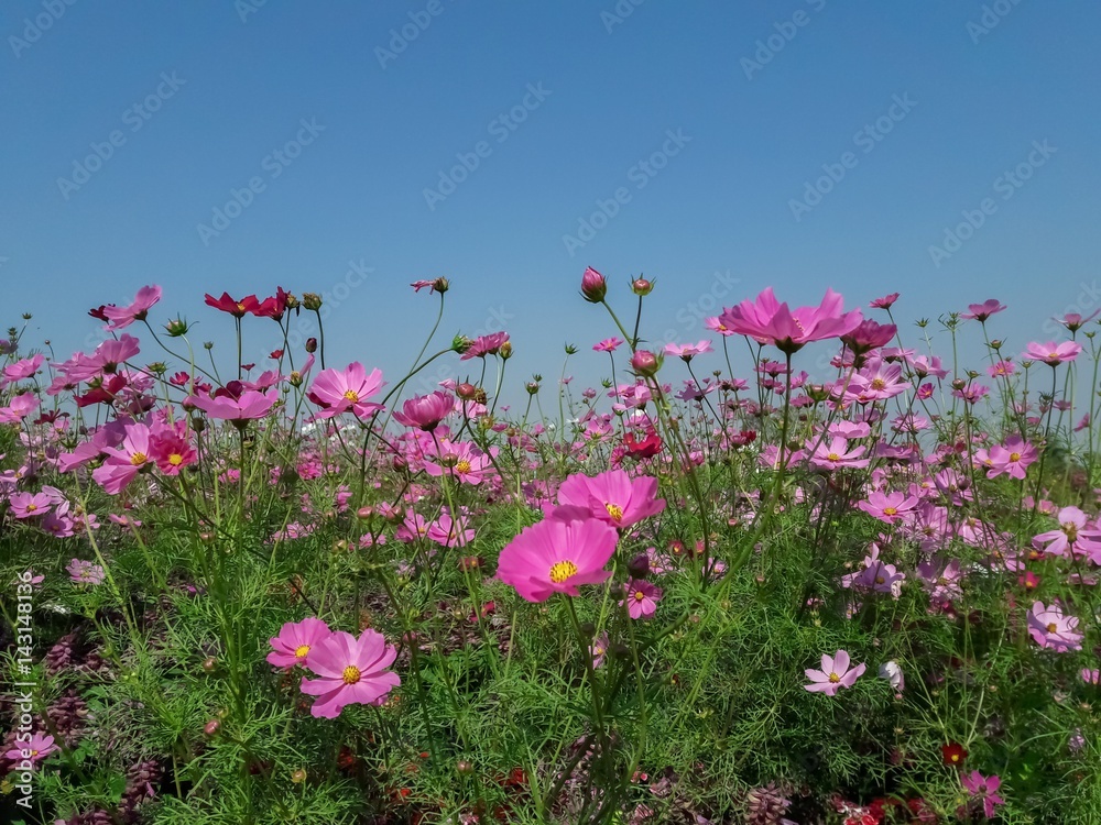 Cosmos flowers in a field
