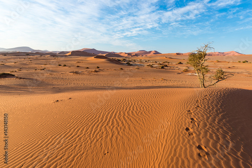 The scenic Sossusvlei, clay and salt pan with braided Acacia trees surrounded by majestic sand dunes. Namib Naukluft National Park, main visitor attraction and travel destination in Namibia.