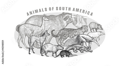 Poster with ianimals of South America.