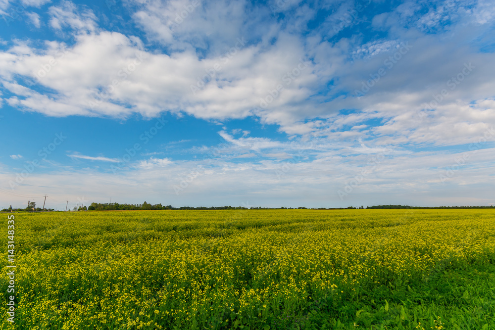 Green autumn fields with massive stormy clouds. Nature landscape.