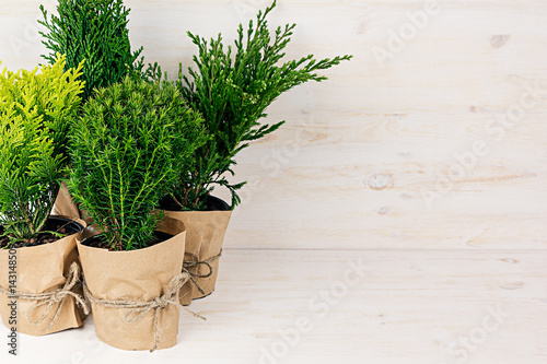 Home decoration of different young green conifer plants in pots with copy space on beige wood table.