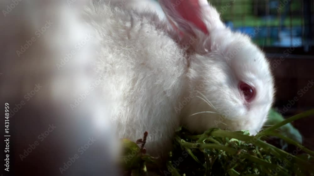 Slow motion shot of couple of cute little white rabbits eating in a wire cage.

