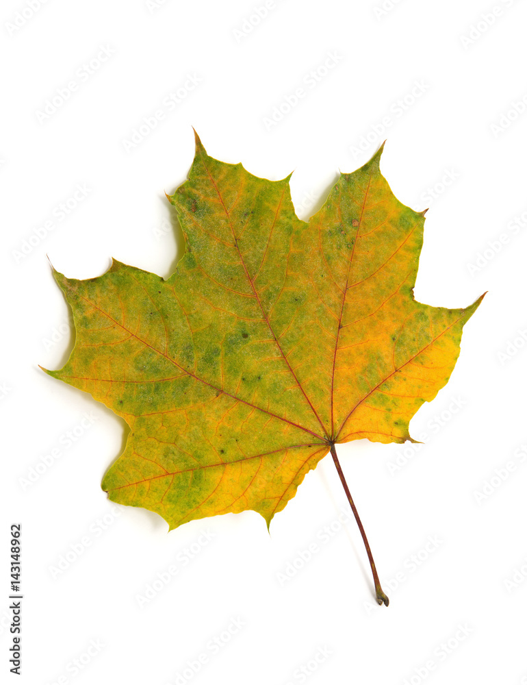 autumn maple leaf isolated on white background autumn maple leaf isolated on white background