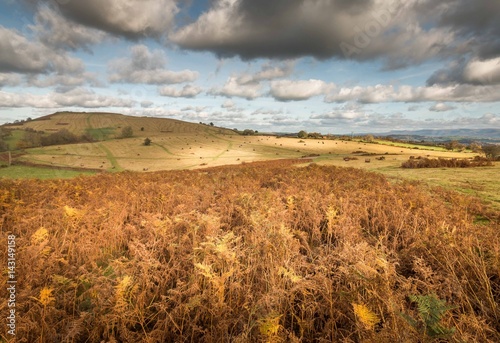 Autumn hillside in Wales.