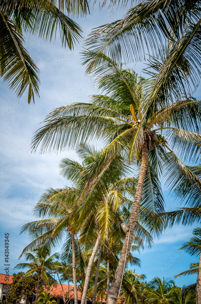 palmeras In the beach