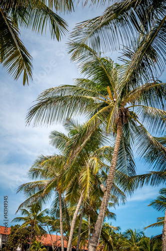 palmeras In the beach