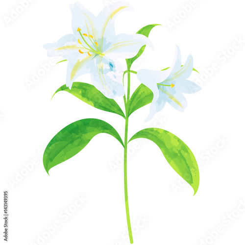 Fototapeta Naklejka Na Ścianę i Meble -  lily - birth flower vector illustration in watercolor paint textures