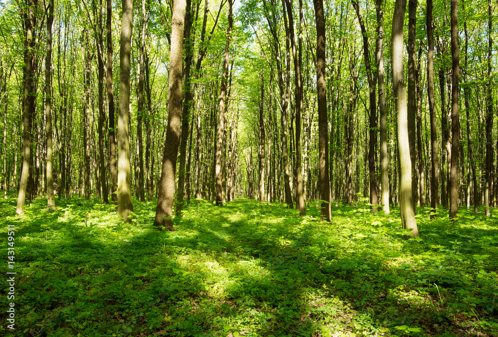 Fototapeta premium forest in spring