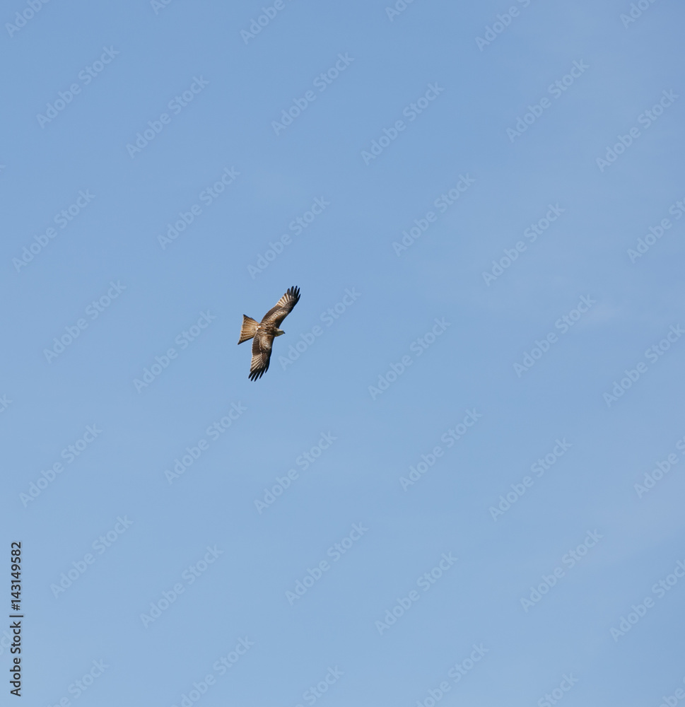 Obraz premium Milvus milvus flying