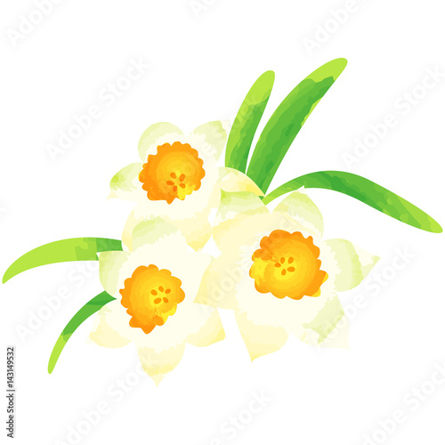 Fototapeta Naklejka Na Ścianę i Meble -  narcissus - birth flower vector illustration in watercolor paint textures