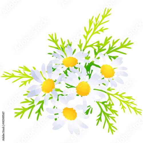 Fototapeta Naklejka Na Ścianę i Meble -  margaret - birth flower vector illustration in watercolor paint textures