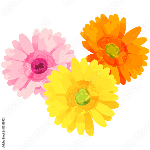gerbera - birth flower vector illustration in watercolor paint textures
