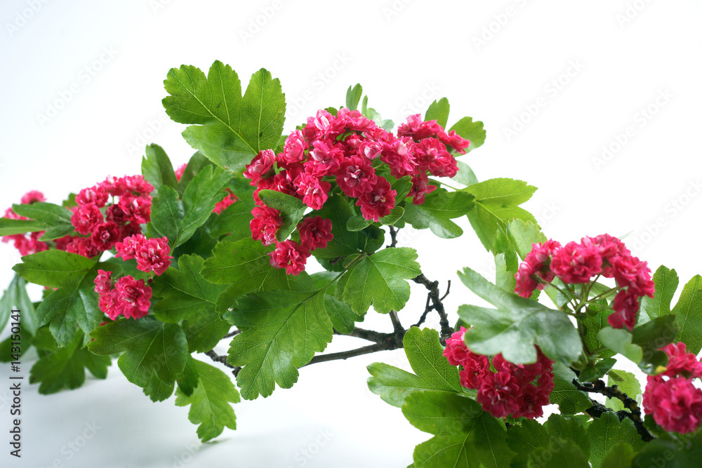 Crataegus x media Paul's Scarlet / Hawthorn Crataegus x media Paul's Scarlet / Hawthorn