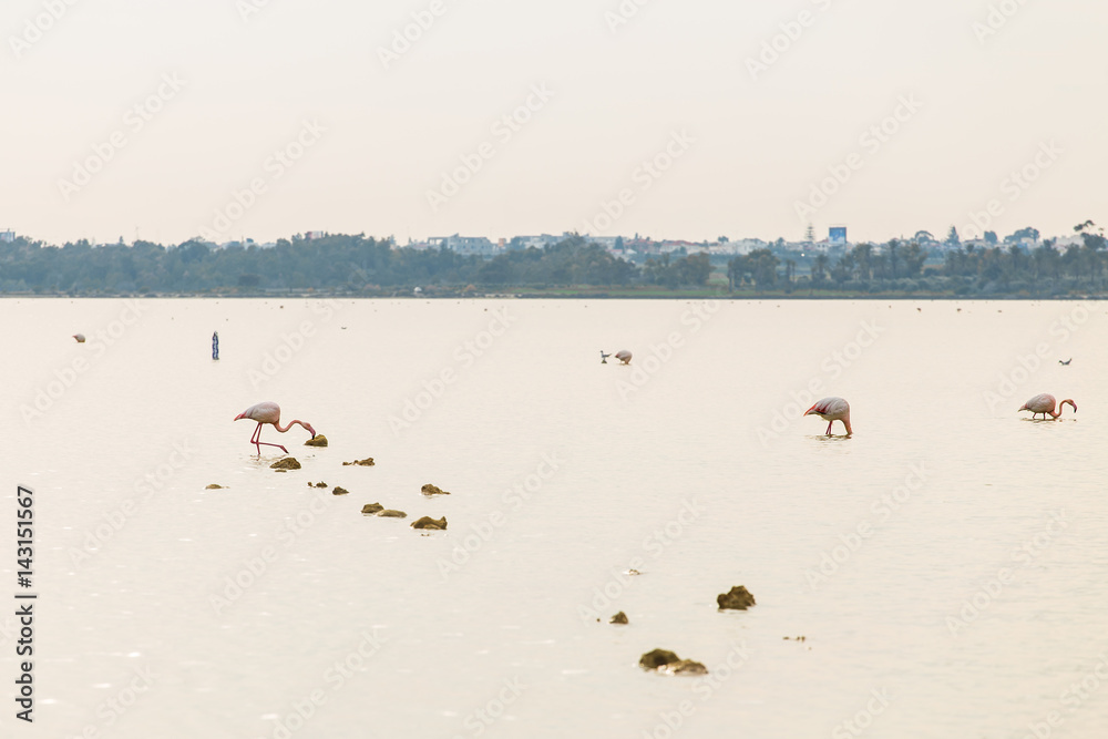 Pink Flamingo on Lake