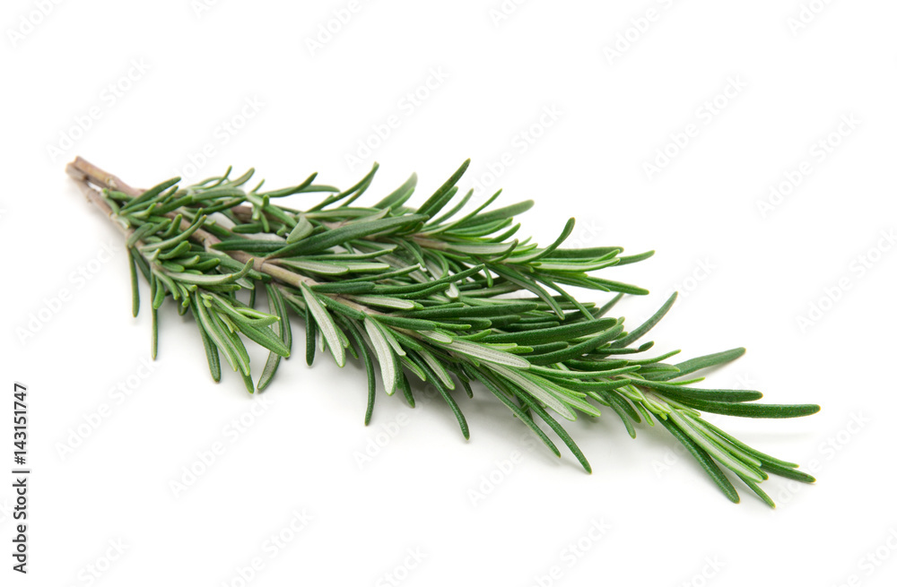 Fototapeta premium Twig of rosemary on a white background