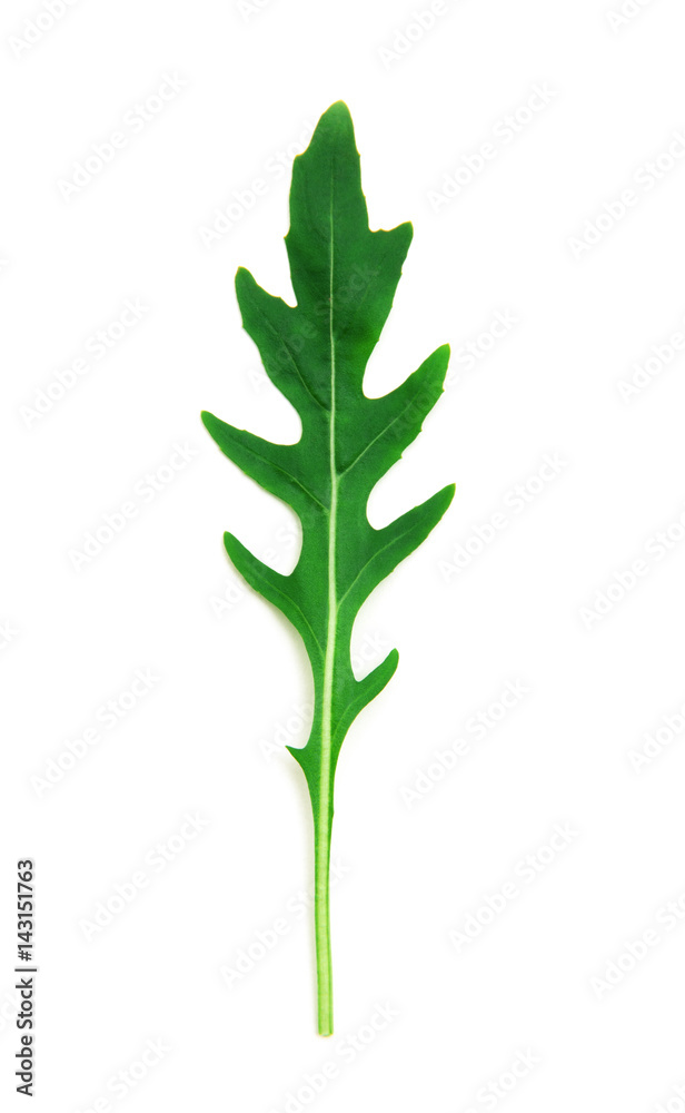 Green arugula leaf isolated on white Green arugula leaf isolated on white