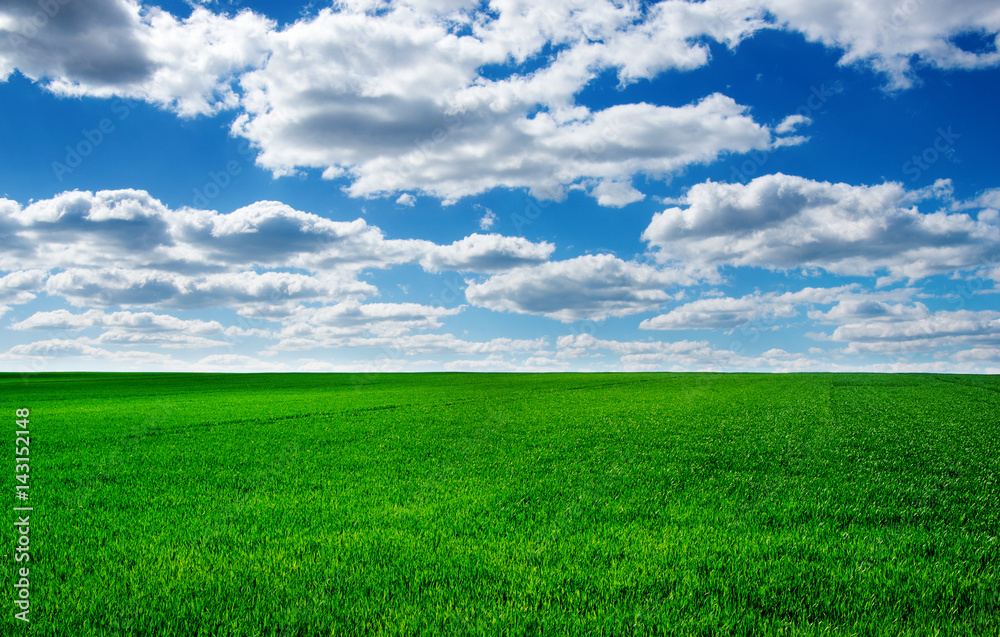 Image of green grass field and bright blue sky Image of green grass field and bright blue sky