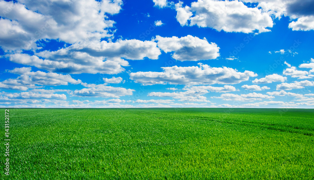 Image of green grass field and bright blue sky Image of green grass field and bright blue sky