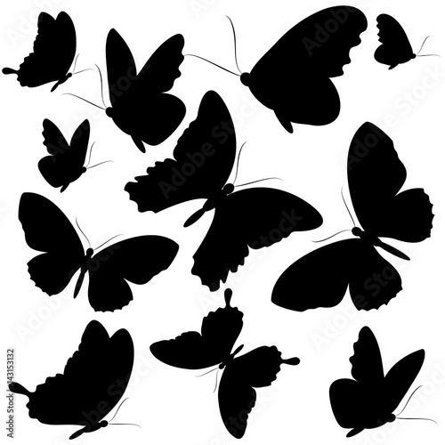 black butterfly, isolated on a white