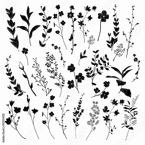 Black Drawn Herbs, Plants and Flowers. Vector Illustration