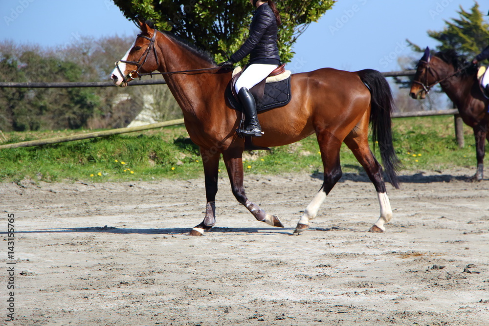 Obraz premium Cheval lors d'un concours hippique