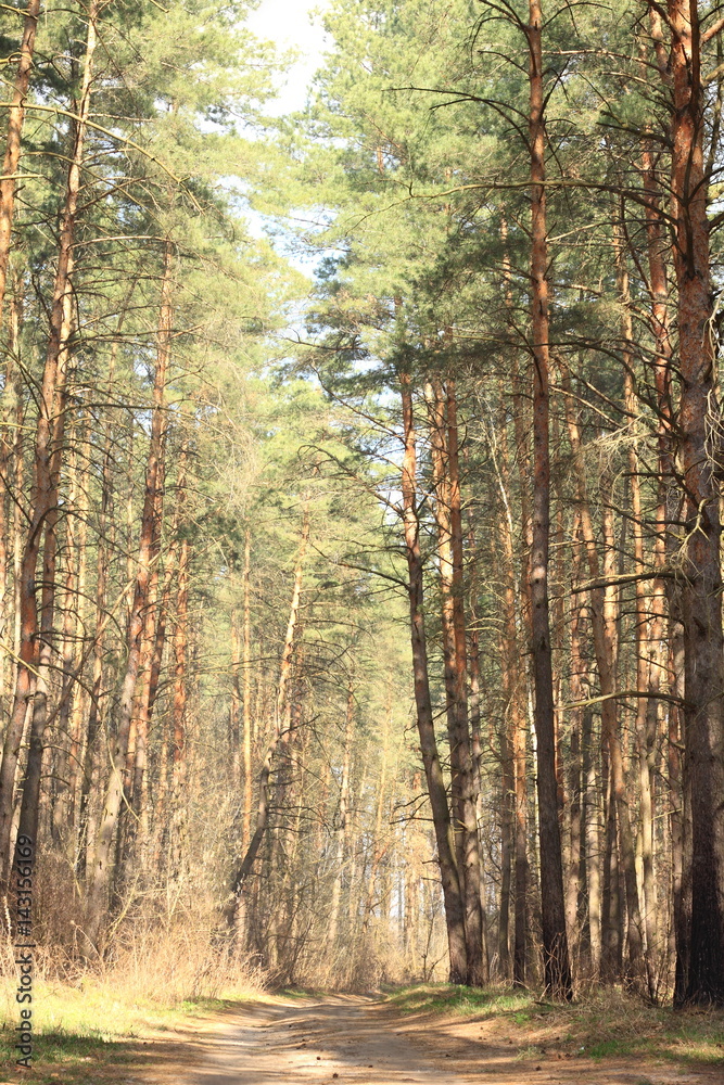 Beautiful pine forest in summer in clear weather