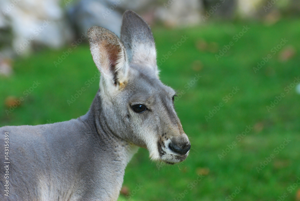 Portrait of a kangaroo,  kangaroo close up