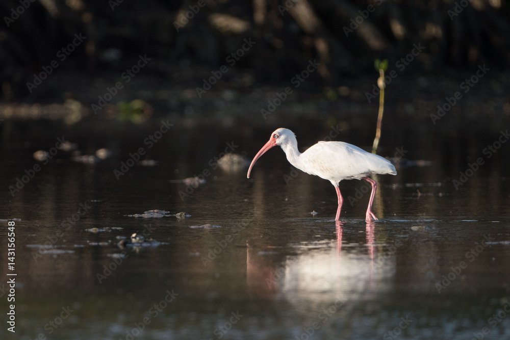 Obraz premium American white ibis