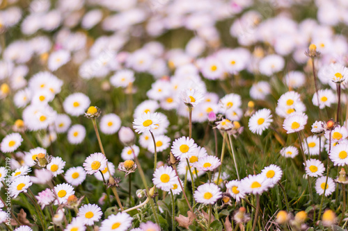 A big group of sping daisy