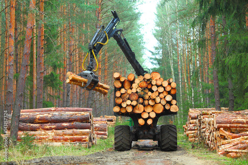 The harvester working in a forest. Harvest of timber. Firewood as a renewable energy source. Agriculture and forestry theme.  photo