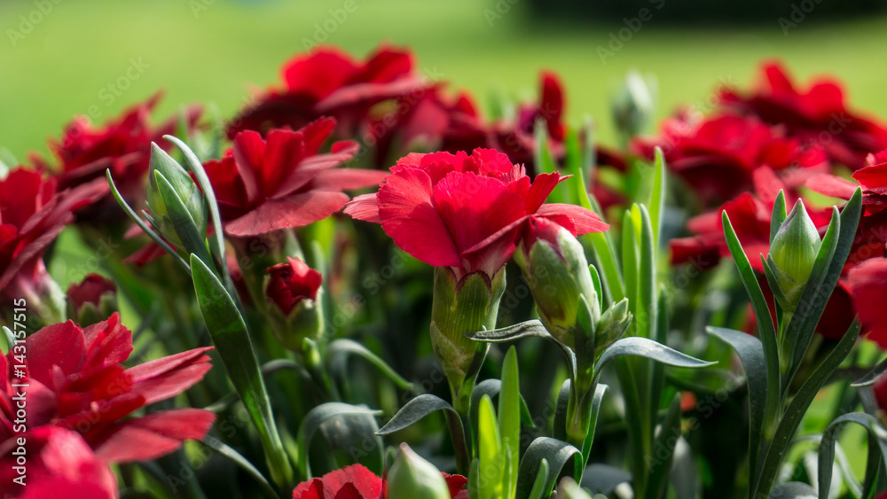 Red flowers with green leaves in sunshine