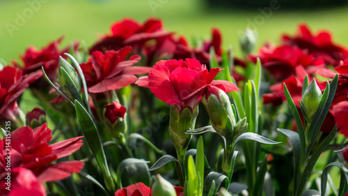 Red flowers with green leaves in sunshine