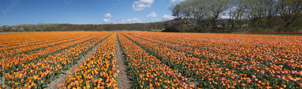 Tulip Culture, Netherlands Tulip Culture, Netherlands