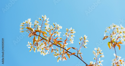 Blossoming tree in a blue sky in spring
