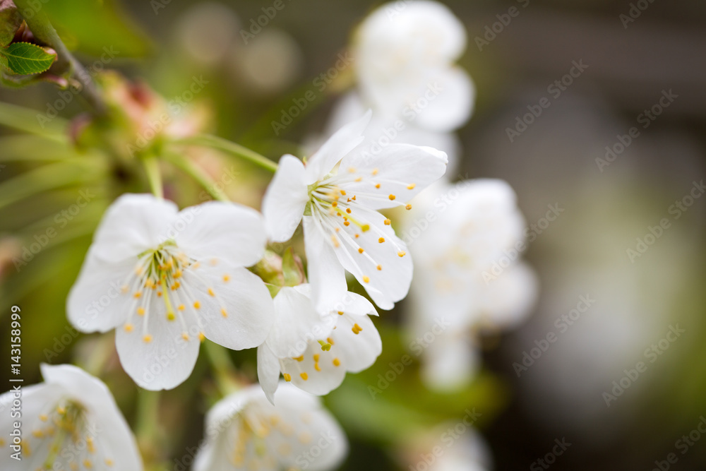 Obraz premium Cherry blossom in spring for background.