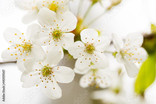 Cherry blossom in spring for background.