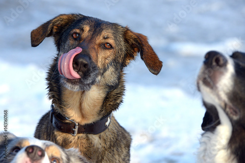 Portrait von einem Mischlings Hund, der sich über die Nase schleckt im Vordergrund unscharf die Schnauzen von zwei weiteren Hunden photo