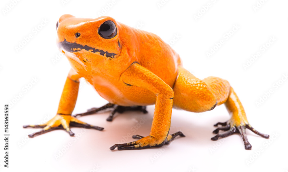 poison dart frog, Phyllobates terribilis orange. Most poisonous animal from  the Amazon rain forest in Colombia, a dangerous amphibian with warning  colors. Isolated on white. Stock Photo | Adobe Stock
