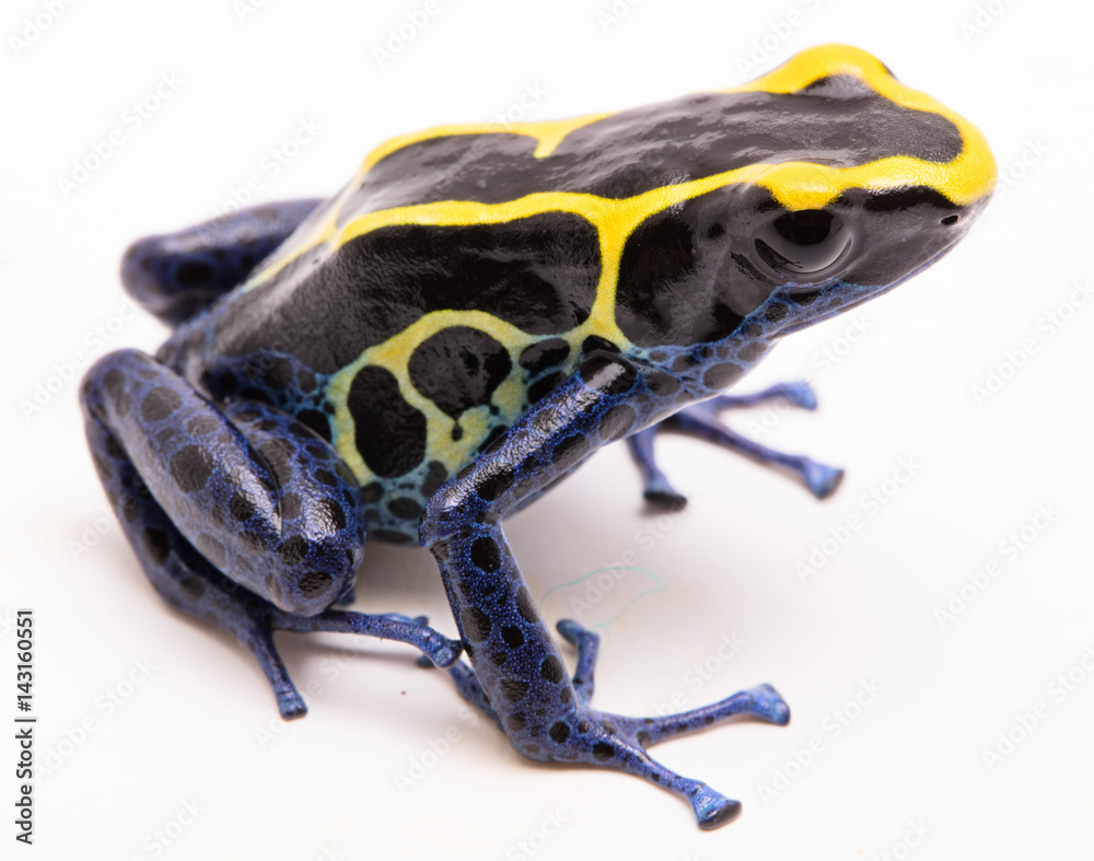 A blue black and yellow poison dart frog, Dendrobates tinctorius Kaw morph.  A beautiful small exotic animal from the Amazon jungle in Suriname.  Isolated on a white background. . Stock Photo |