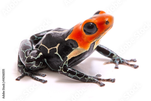 red headed poison dart or arrow frog, Ranitomeya fantastica. A beautiful small poisonous animal from the Amazon rain forest in Peru. Isolated on white background. . photo