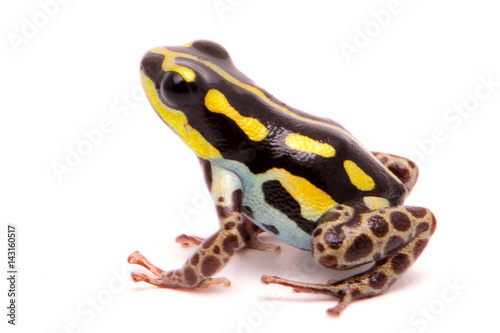 Macro of a poisonous dart or arrow frog, Ranitomeya flavovittata. A yellow striped poisonous animal from the tropical Amazon rain forest in Peru. Isolated on white background.