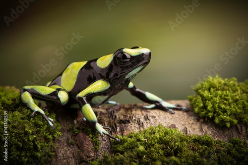 Tropical poison dart frog from the Amazon rain forest in Colombia. Dendrobates auratus a macro of a poisonous animal in the rainforest.