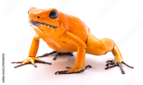 poison dart frog, Phyllobates terribilis orange. Most poisonous animal from the Amazon rain forest in Colombia, a dangerous amphibian with warning colors. Isolated on white.