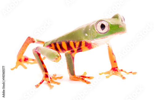 Tiger leg monkey tree frog  Phyllomadusa tomopterna. Tropical treefrog from Amazon rain forest and an endangered animal. Isolated on white background. .