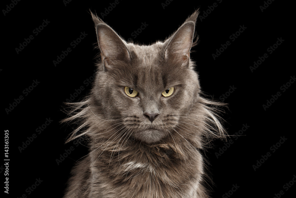 Close-up Portrait of Angry Gray Maine Coon Cat Grumpy Looking in Camera Isolated on Black Background, Front view