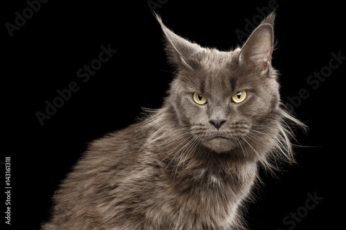 Close-up Portrait of Angry Gray Maine Coon Cat Grumpy Looking in Camera Isolated on Black Background, Front view © seregraff