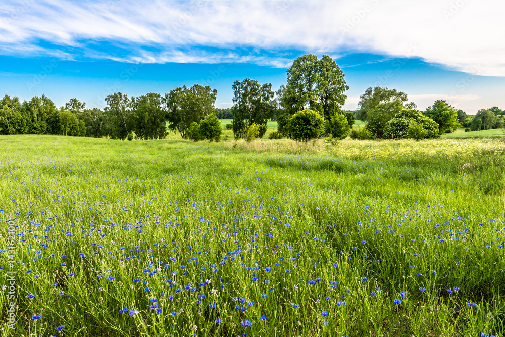 Blue cornflower field, summer flowers in grass, landscape Blue cornflower field, summer flowers in grass, landscape