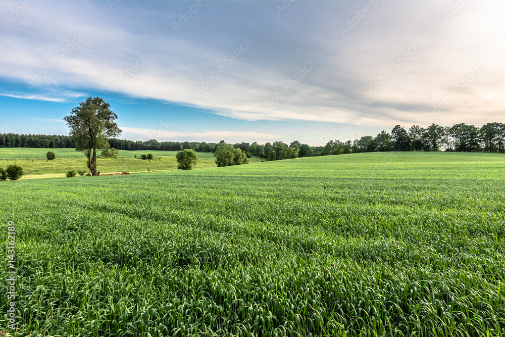 Green field landscape at spring, fresh green grass, agricultural area with cereal cultivation